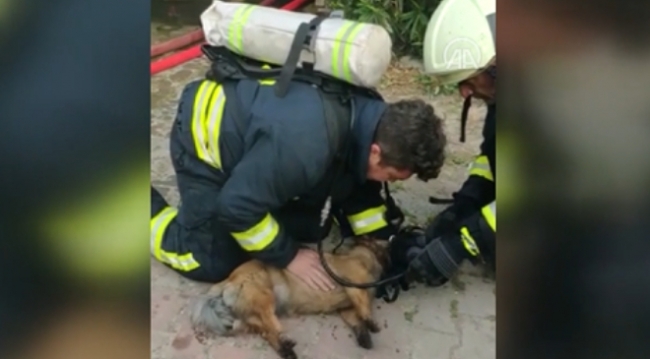 Yangın çıkan evdeki köpeklere kalp masajı